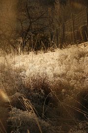 Mijmeringen van Betty Heideman