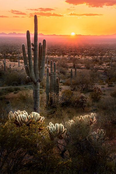 Photo du coucher de soleil dans le désert de l'Arizona - Décoration murale du sud-ouest - Photographie de cactus - Art mural du paysage - Décoration de la maison et du bureau par Daniel Forster