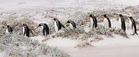 Let's continue with penguins von Claudia van Zanten Miniaturansicht