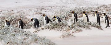 Continuons avec les pingouins. sur Claudia van Zanten