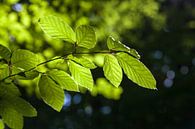 Bladeren in de zomer van Nel Diepstraten thumbnail