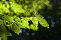 Summers Leafs