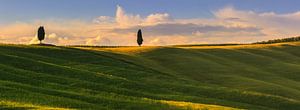 Zypressen in Crete Senesi in der Toskana