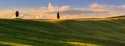 Cypress trees in the Crete Senesi in the Tuscany
