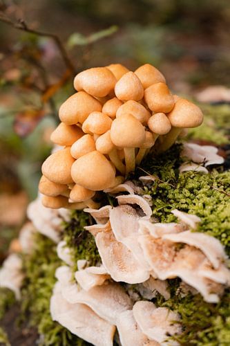 Herfstachtige Taferelen