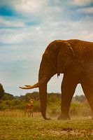 Elefant in Uganda