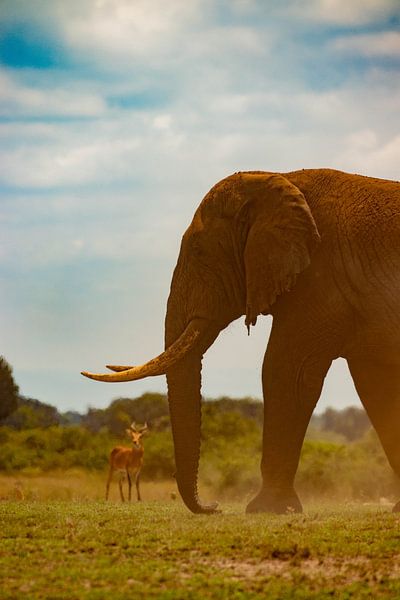 L'éléphant en Ouganda par Julie Brunsting