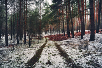 Chemin forestier dans la forêt d'hiver