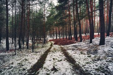 Bosweg in winterbos van Skyze Photography by André Stein
