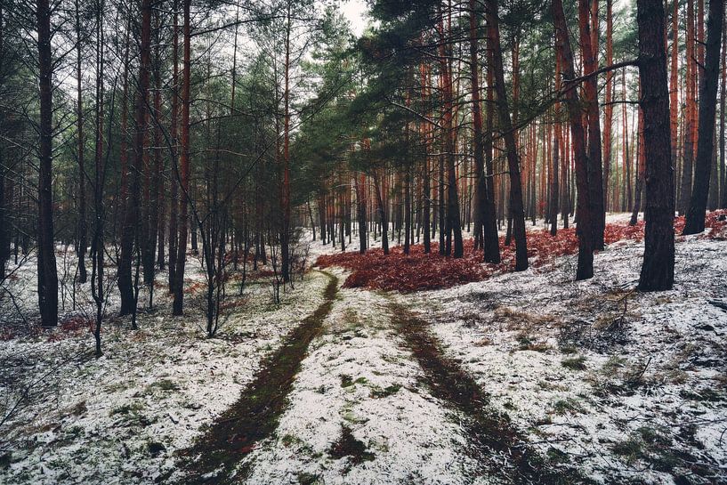 Forest path in winter forest by Skyze Photography by André Stein
