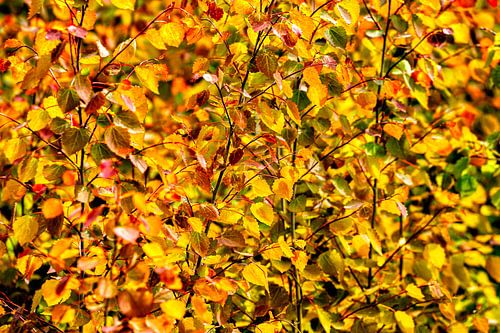 Herfstkleuren in Volle Glorie