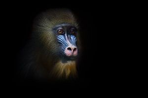 Le visage pensive d'un singe madrilène Rafiki sur Michael Semenov