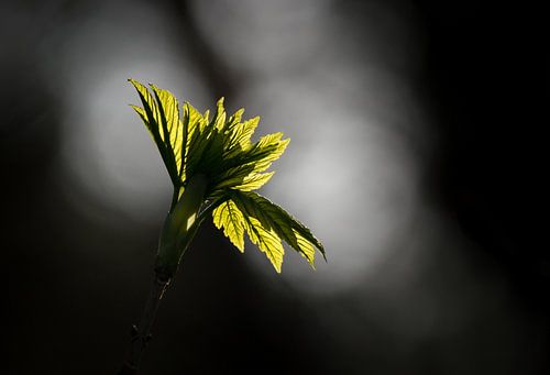 Ontluikend blad in spotlights