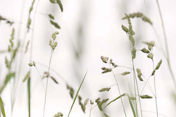 Wildes Gras im Licht