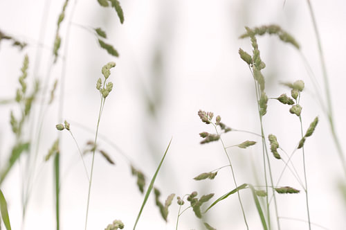 Herbe sauvage à la lumière