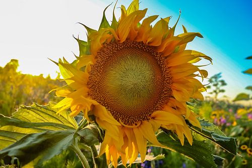 Sonnenblume
