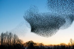 Schwarm von Staren (Sturnus vulgaris)