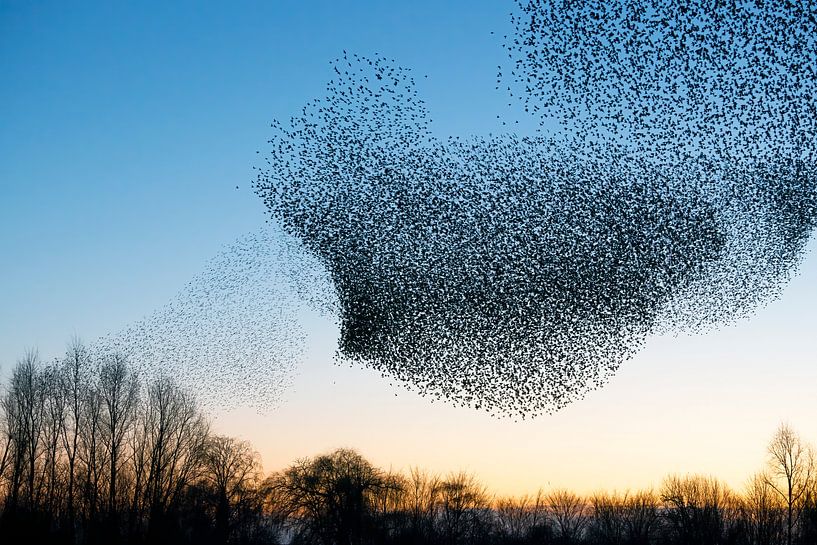 Swarm of starlings (Sturnus vulgaris) by Albert Beukhof
