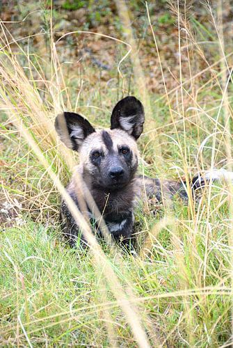 De Afrikaanse wilde hond