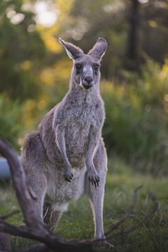 Wilde Kangaroo in het natuurgebied de Blue Mountains Australie van Ken Tempelers