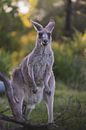 Wild Kangaroo in the Blue Mountains Australia nature reserve by Ken Tempelers thumbnail