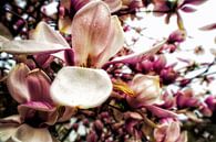 Magie van magnolia van Christine Nöhmeier thumbnail