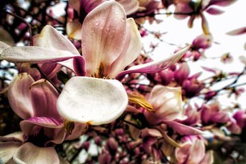 Magie van magnolia van Christine Nöhmeier