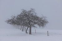 Apple trees lined up in the misty meadow
