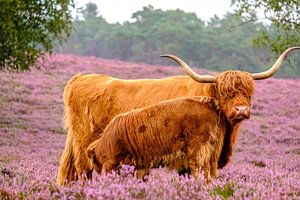 Schottische Hochlandrinder mit Kalb in einem blühenden Heidekrautfeld