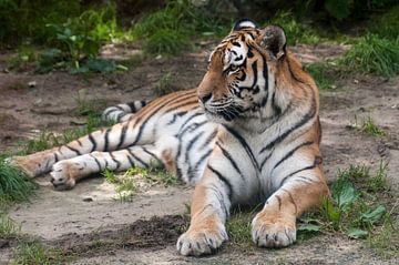 Tigre de Sibérie : Parc animalier d'Amersfoort sur Loek Lobel