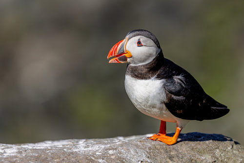 Papageitaucher (Fratercula arctica)