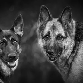 Les chiens de type berger allemand sur Paula Darwinkel