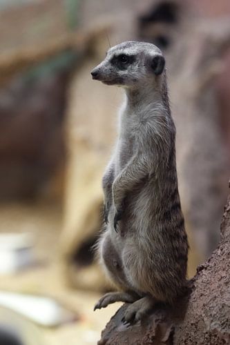 Watchful meerkat guards , an animal on a rock on a sandy background, meerkat Timon from the cartoon 