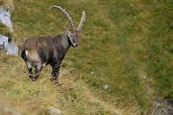 Alpine Ibex ( Capra ibex ), male, in the alps on a mountain meadow, wildlife, Europe. by wunderbare Erde thumbnail