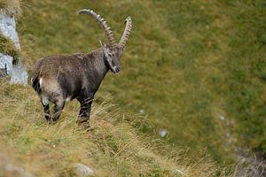 Steenbok / Alpine ibex ( Capra ibex ) op een bergweide in de Alpen, wildernis, Europa.