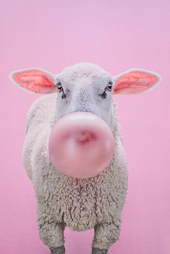 Schaf mit Kaublase auf rosa Hintergrund - verspielt und schrullig Kunstwerk