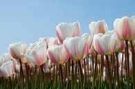 Witroze tulpen van Ton de Koning thumbnail