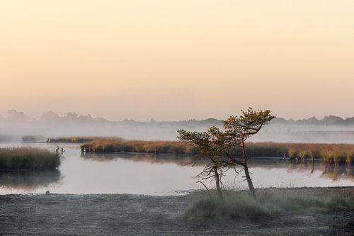Kalmthoutse Heide bei Sonnenaufgang