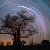 Baobab tree surrounded by stars by Frans Lemmens