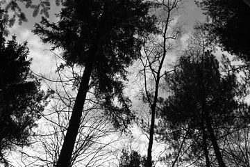 Cimes d'arbres en noir et blanc sur VenPhoto
