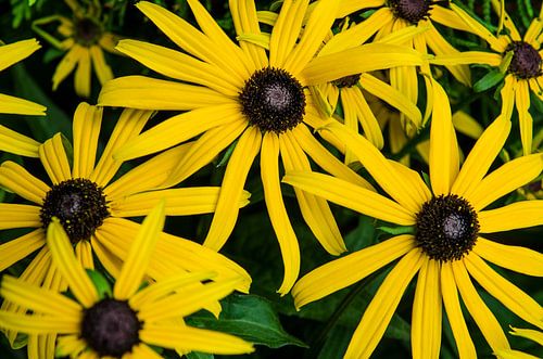 Meerdere gele bloemen