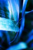 Photograph of wonderful shapes of leaves in green and purple