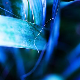 Photograph of wonderful shapes of leaves in green and purple sur Seasons of Holland