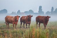 De drie nieuwsgierigen