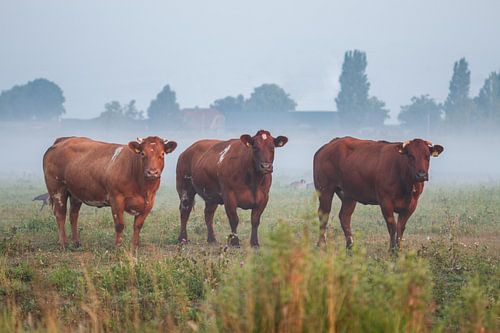 De drie nieuwsgierigen