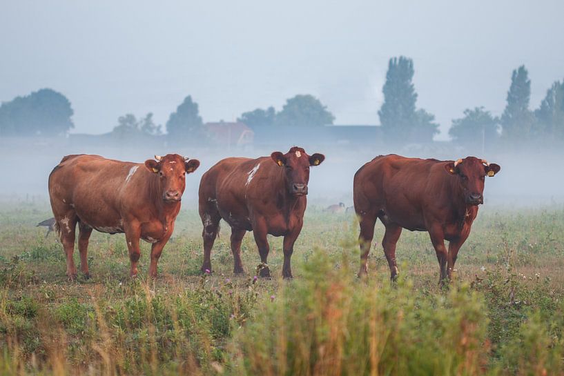 De drie nieuwsgierigen van Yvonne van Leeuwen