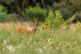 Reebok in the field. by Christiaan Hoekwater