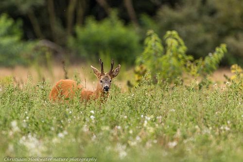 Reebok in het veld.
