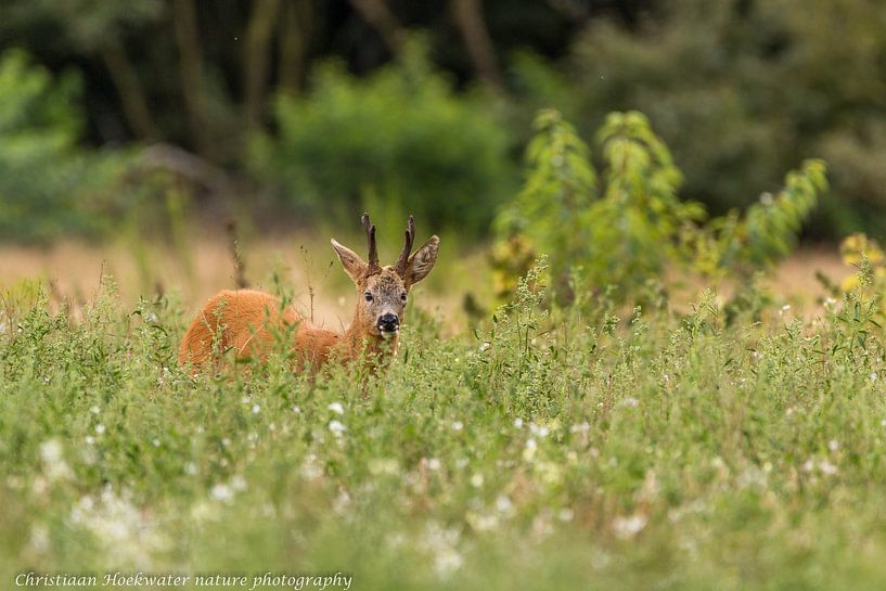 Reebok in the field. by Christiaan Hoekwater