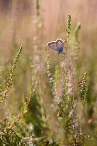 Icarusblauwtje op de heide van Winanda Winters